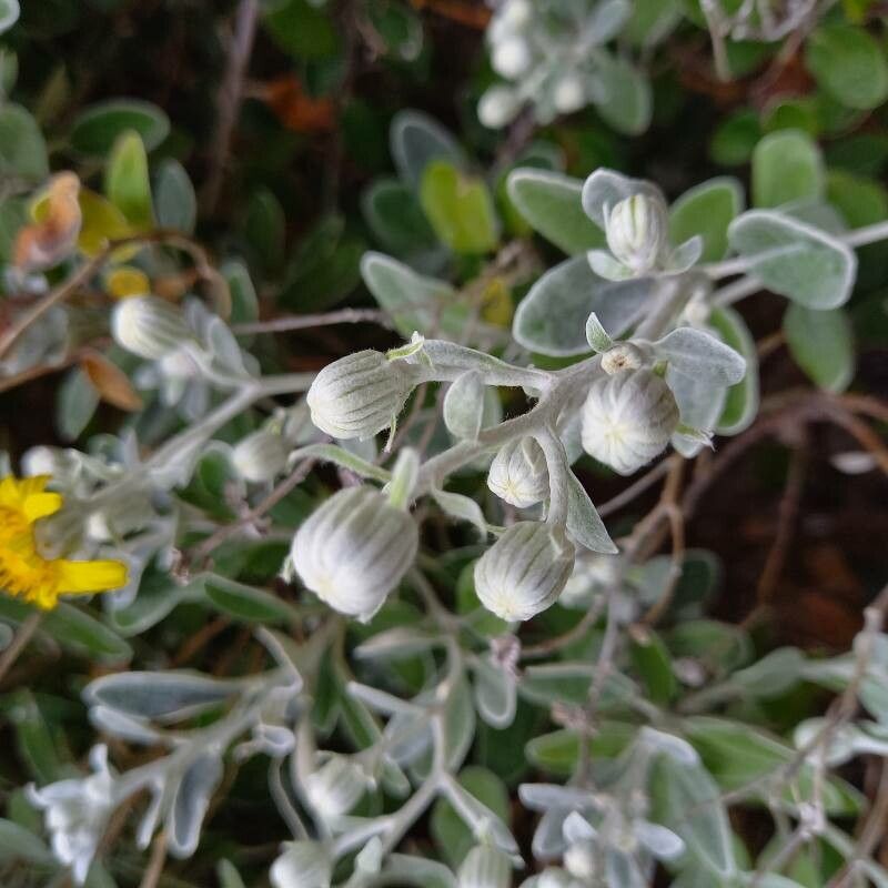 Brachyglottis greyi flower