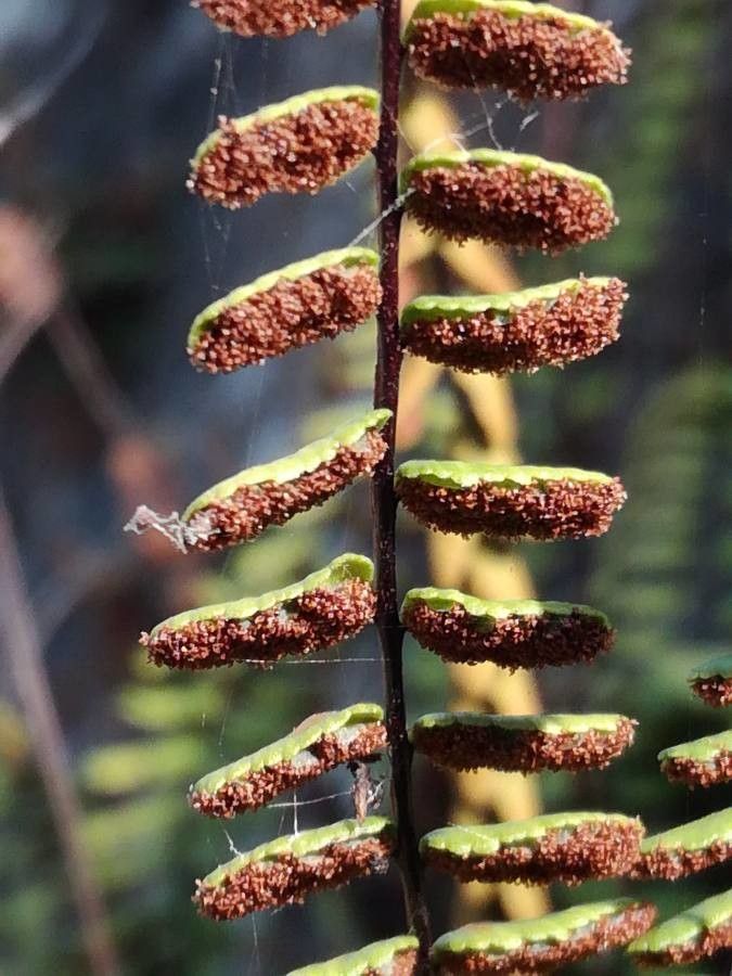 Asplenium trichomanes fruit