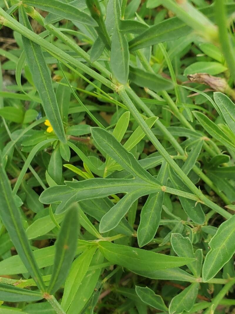 Cienfuegosia digitata leaf