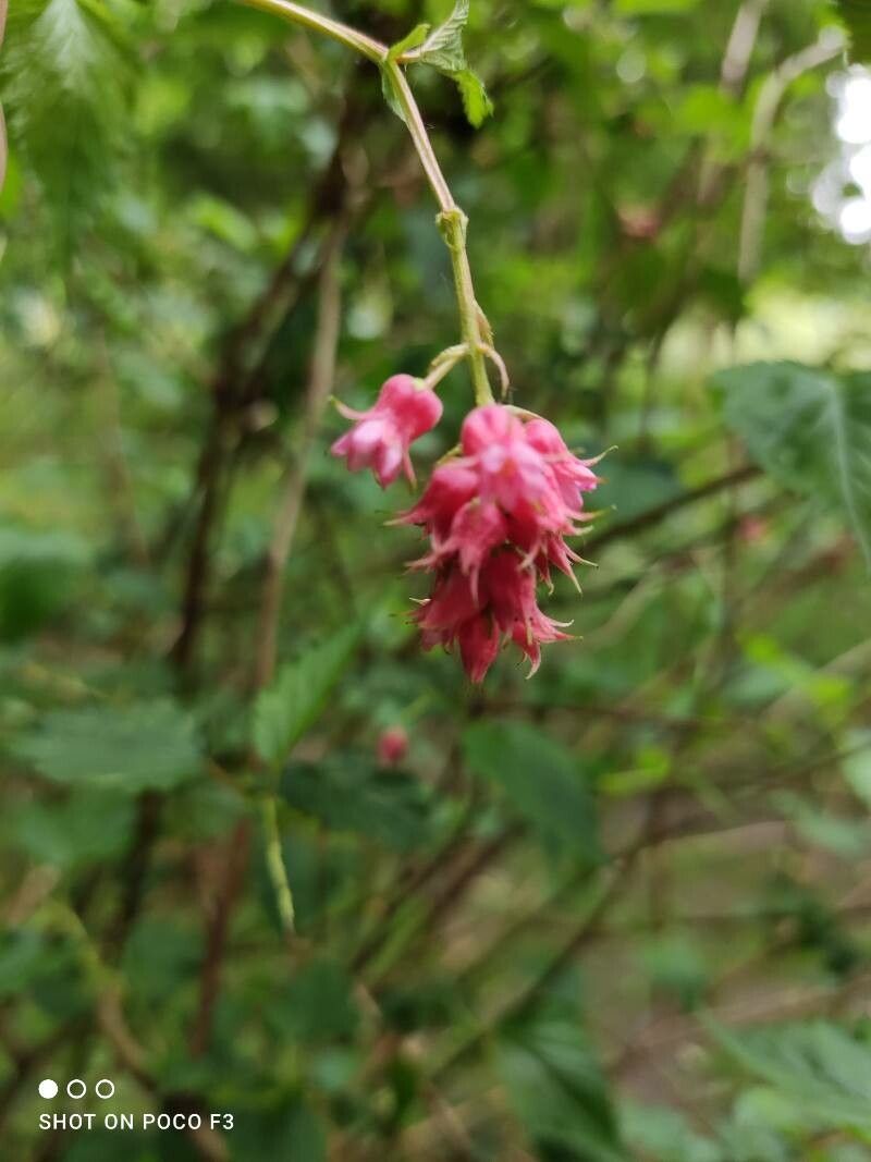 Neillia affinis flower