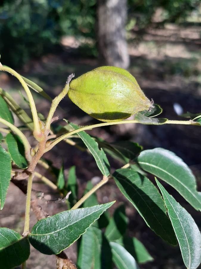 Carya aquatica fruit