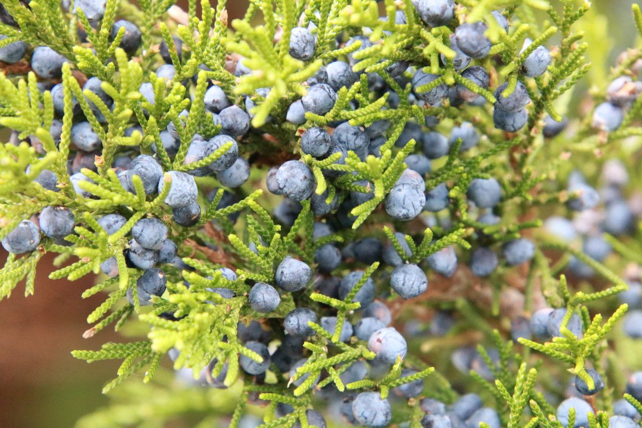 Juniperus monosperma fruit