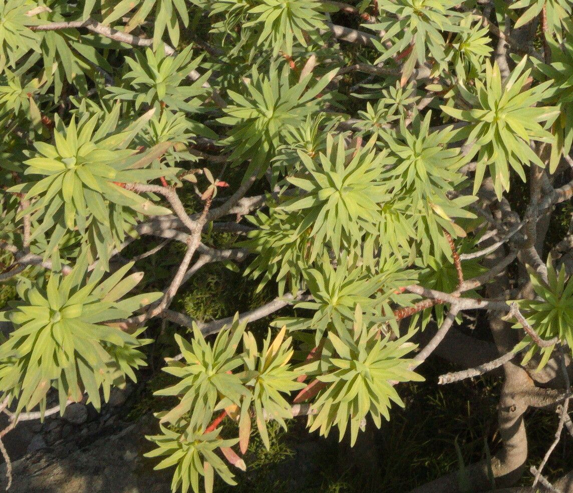 Euphorbia dendroides leaf