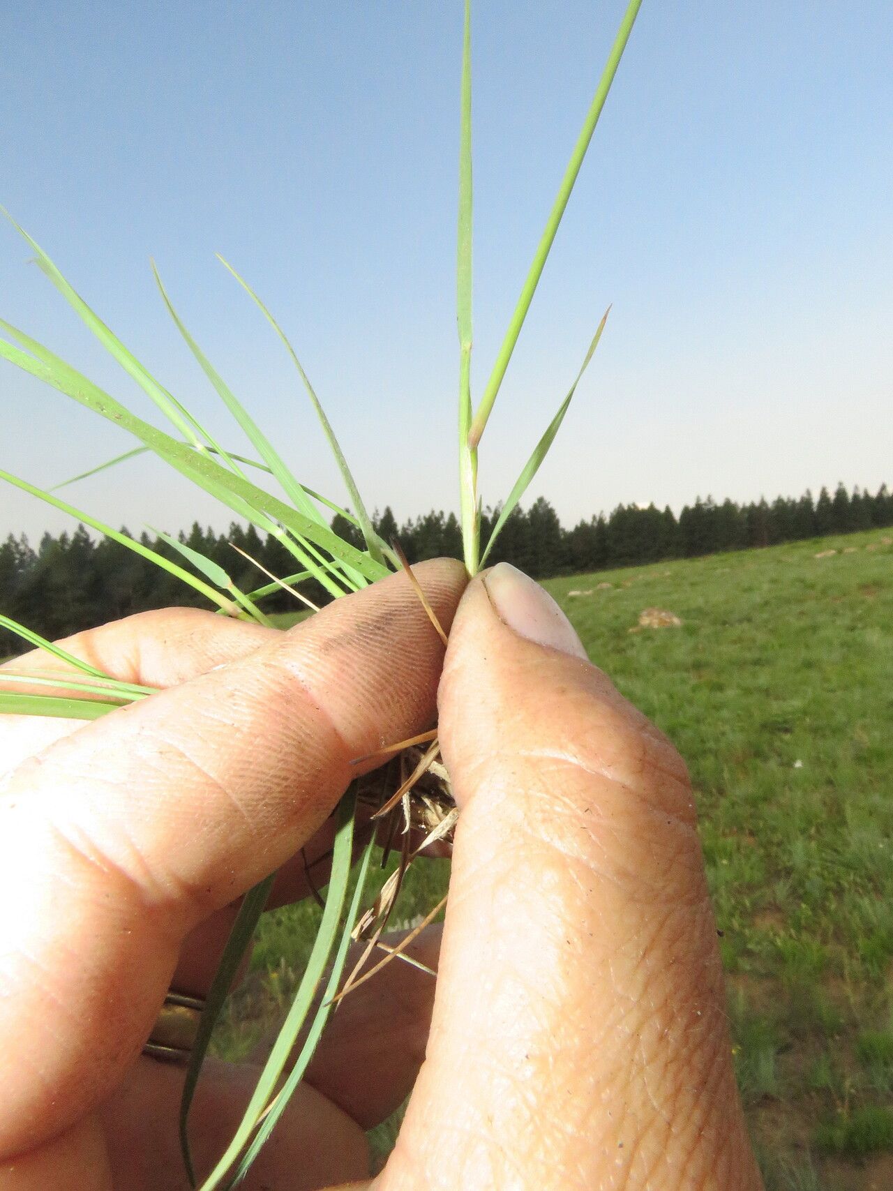 Digitaria monodactyla — houseplant care guide