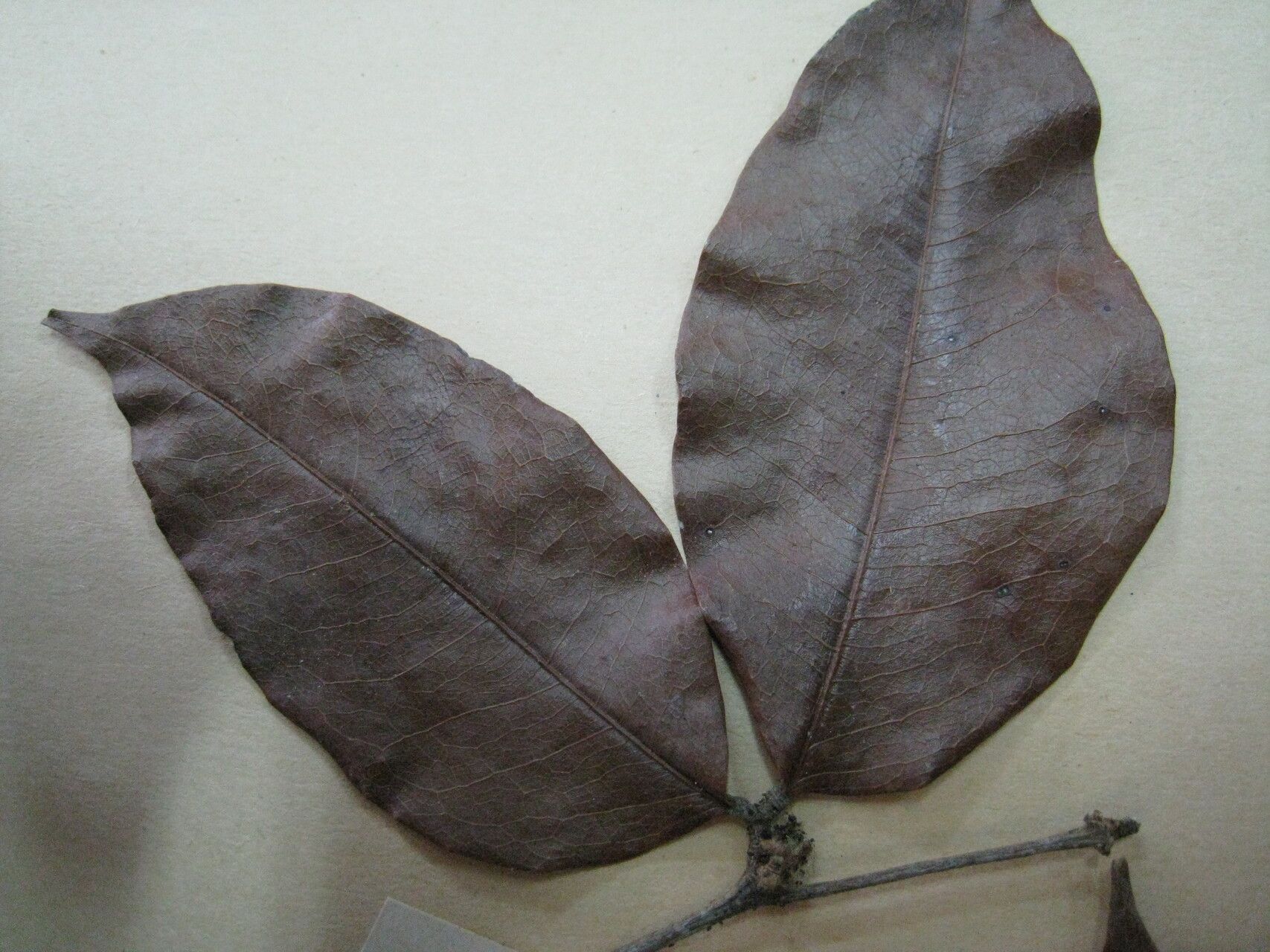 Cynometra hostmanniana — houseplant care guide