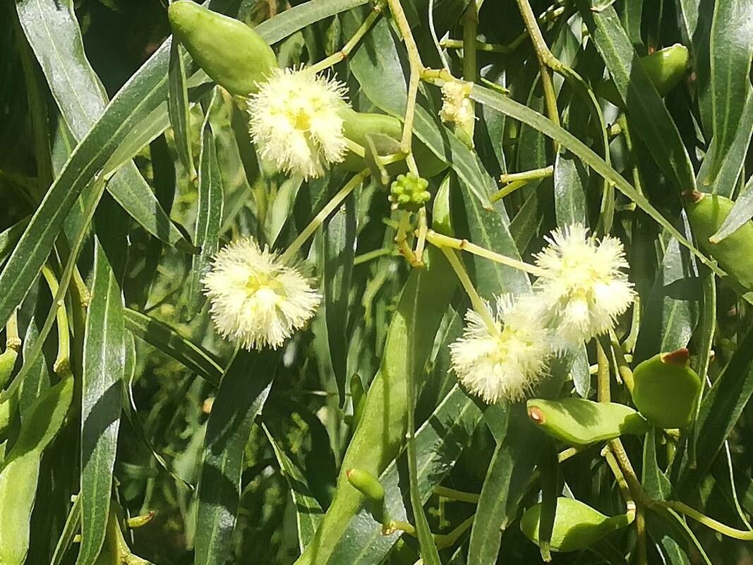 Acacia salicina flower