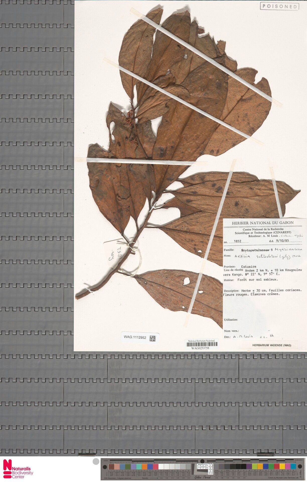 Ardisia schlechteri — houseplant care guide