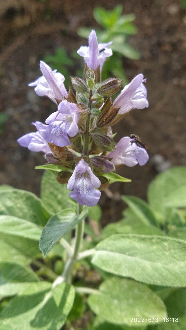 Salvia fruticosa flower