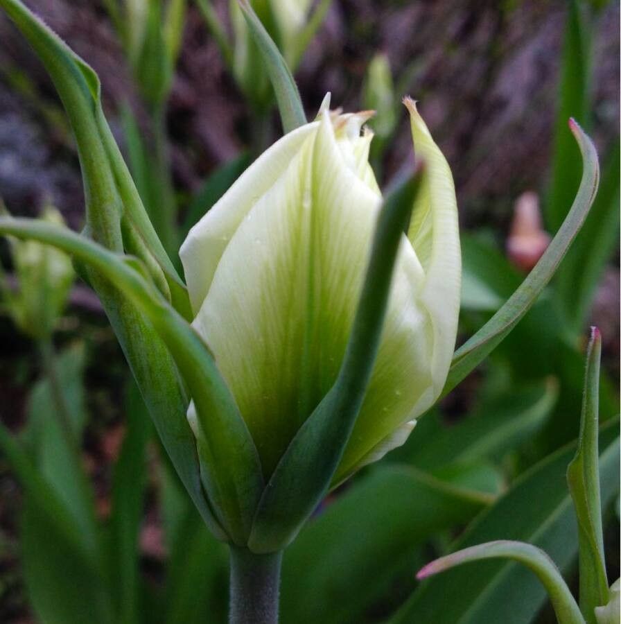 Tulipa marjolleti habit