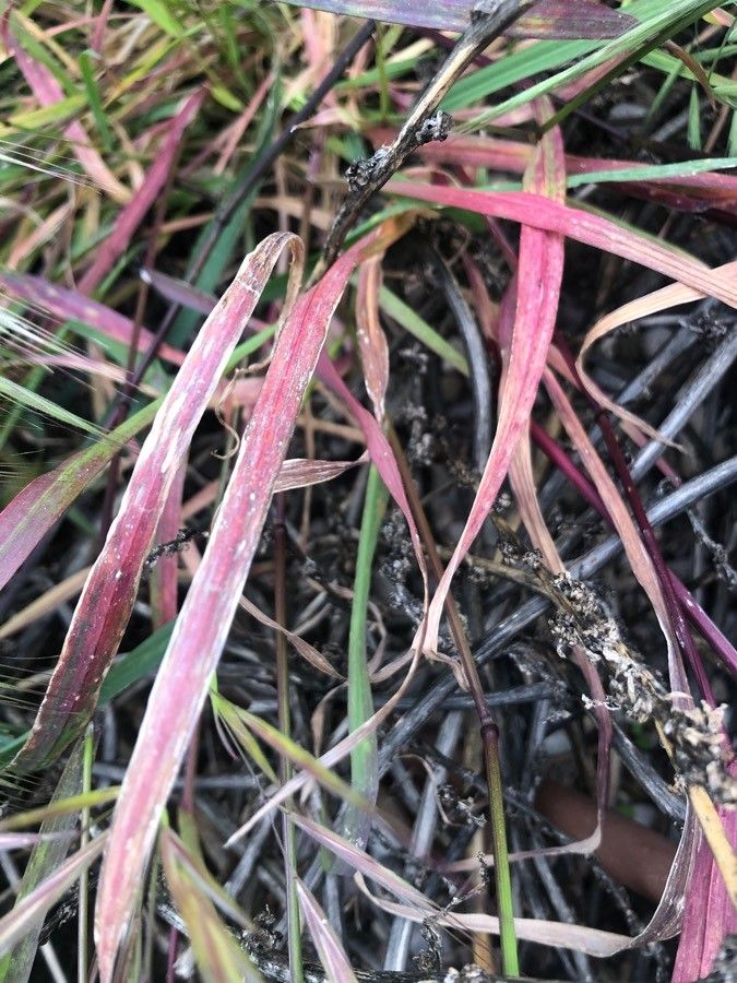 Bromus diandrus — search result for 'Bromus'