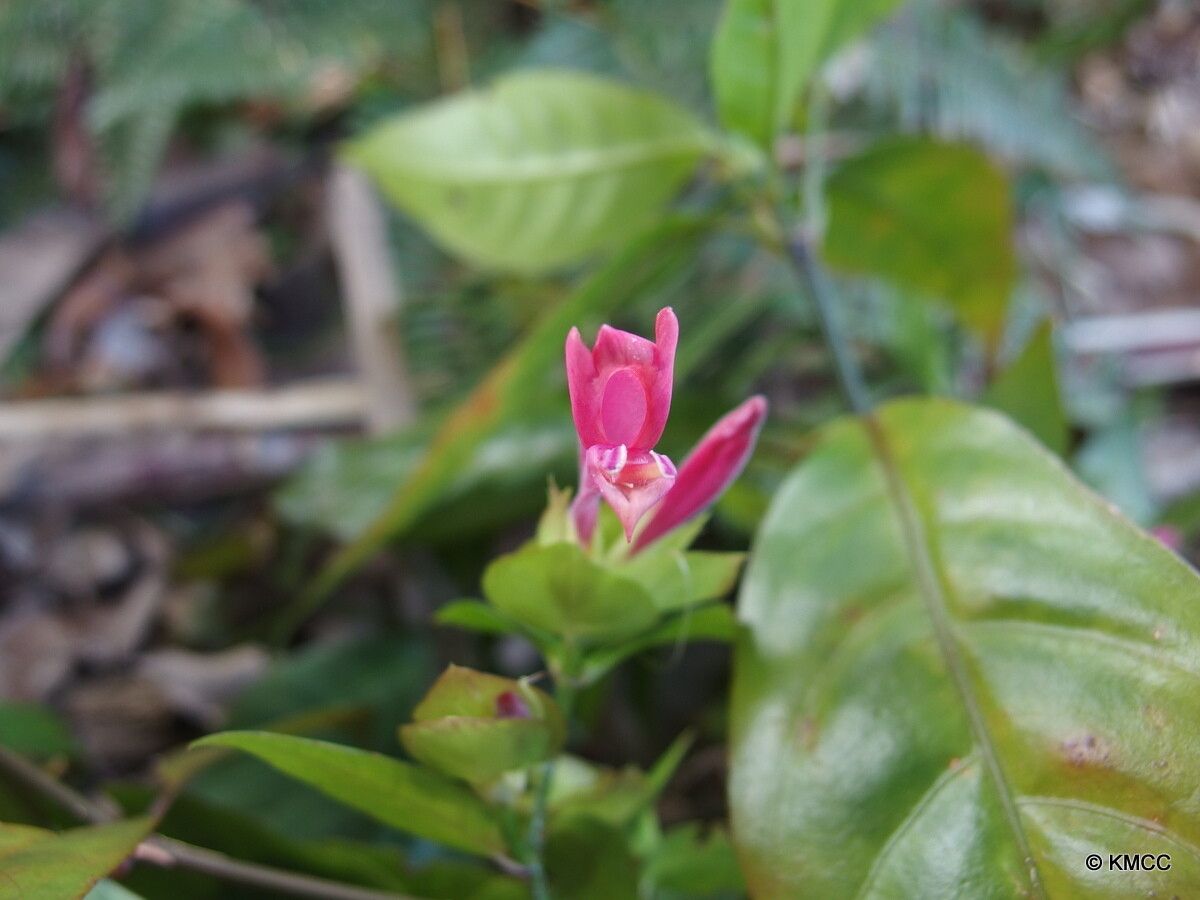Hypoestes bojeriana flower