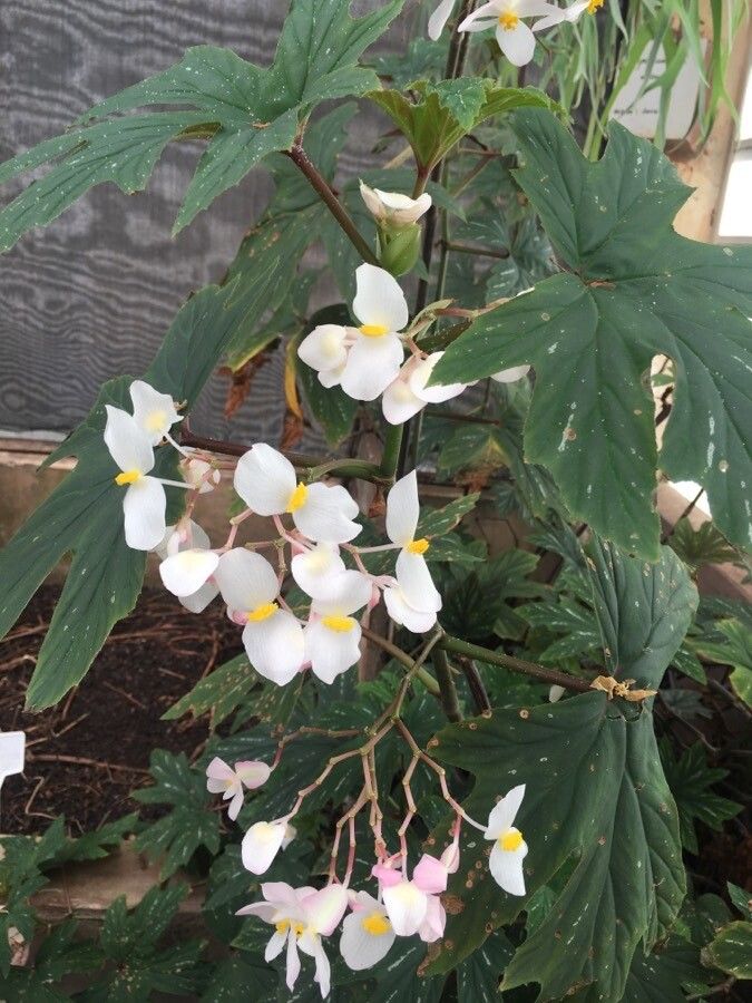 Begonia platanifolia flower