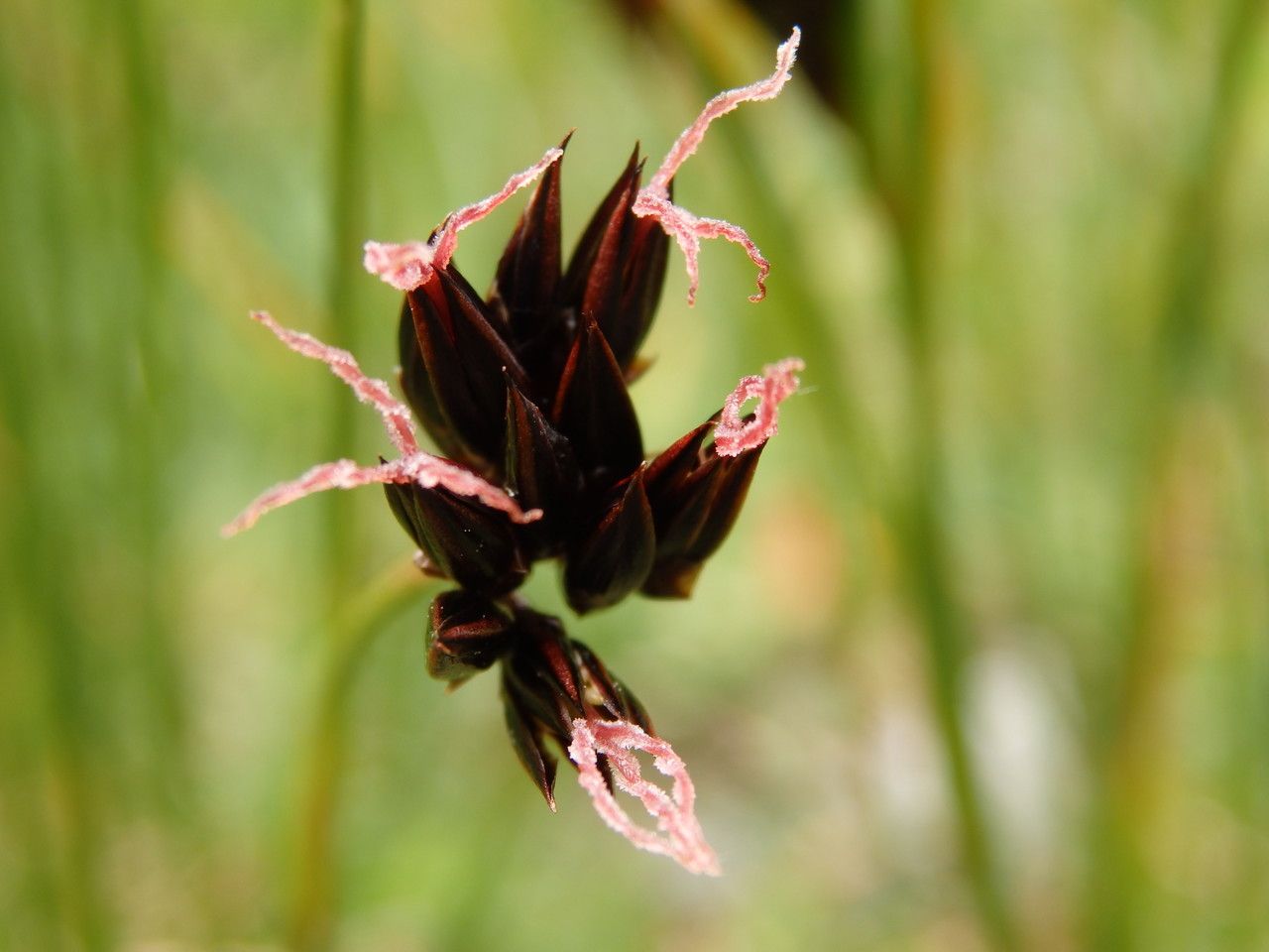 Juncus jacquini flower