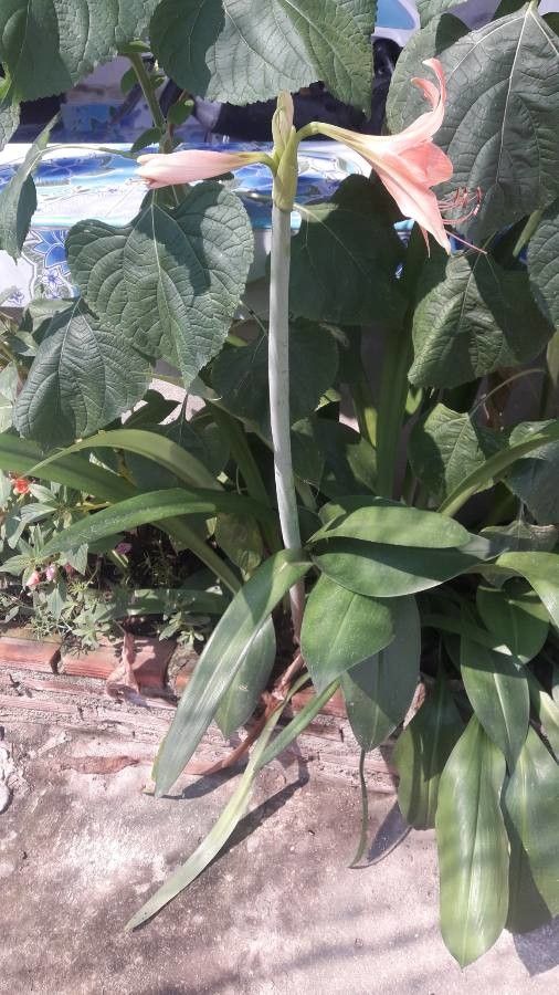 Hippeastrum striatum habit