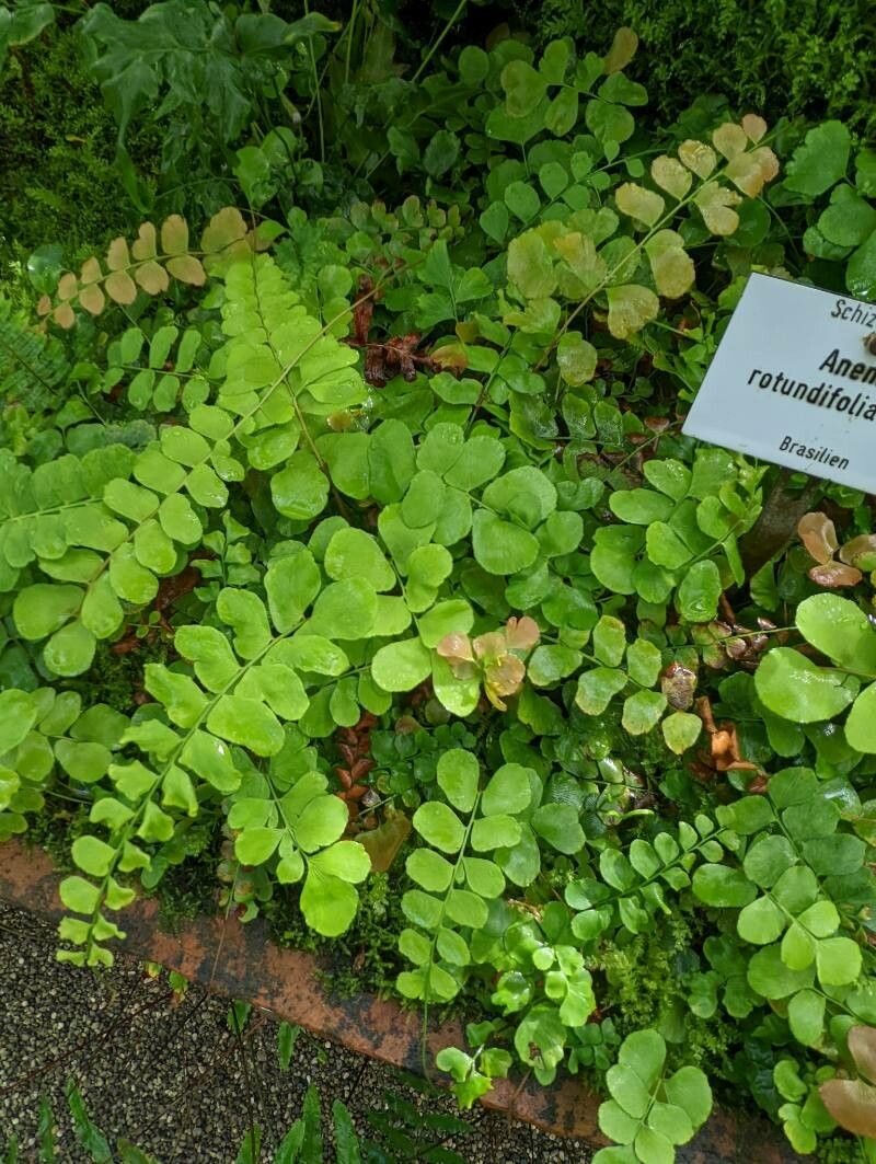 Anemia rotundifolia — houseplant care guide