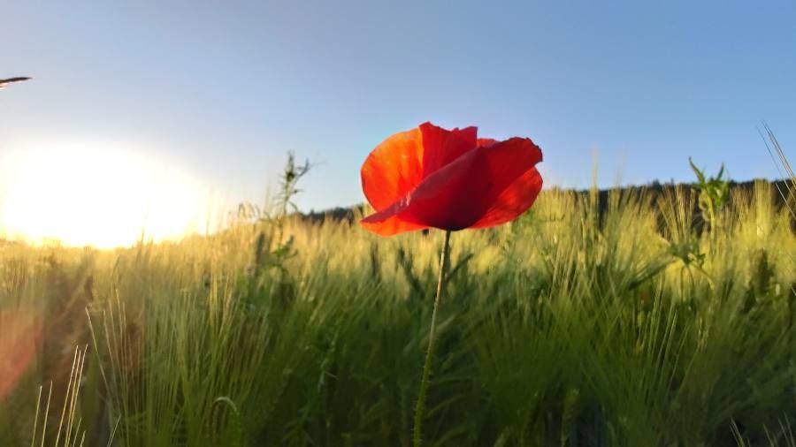Papaver argemone flower