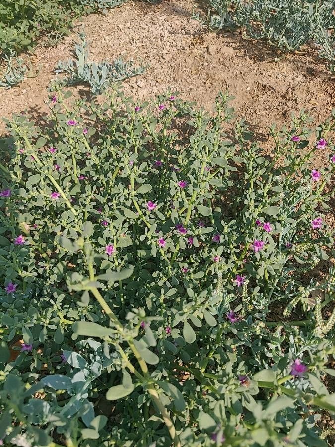Sesuvium revolutifolium habit