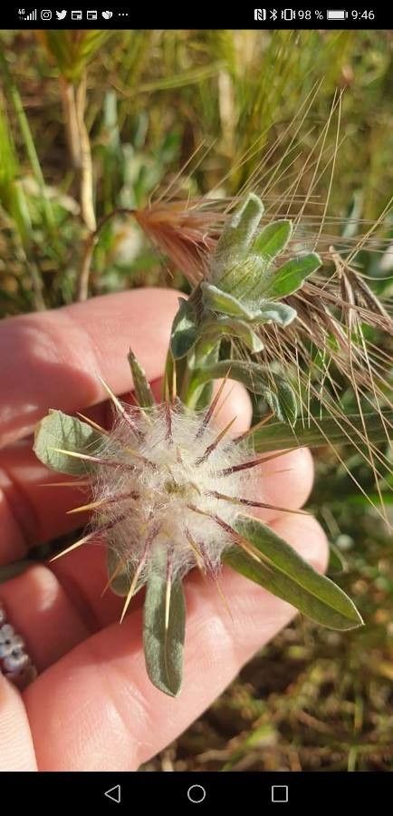 Centaurea eriophora flower