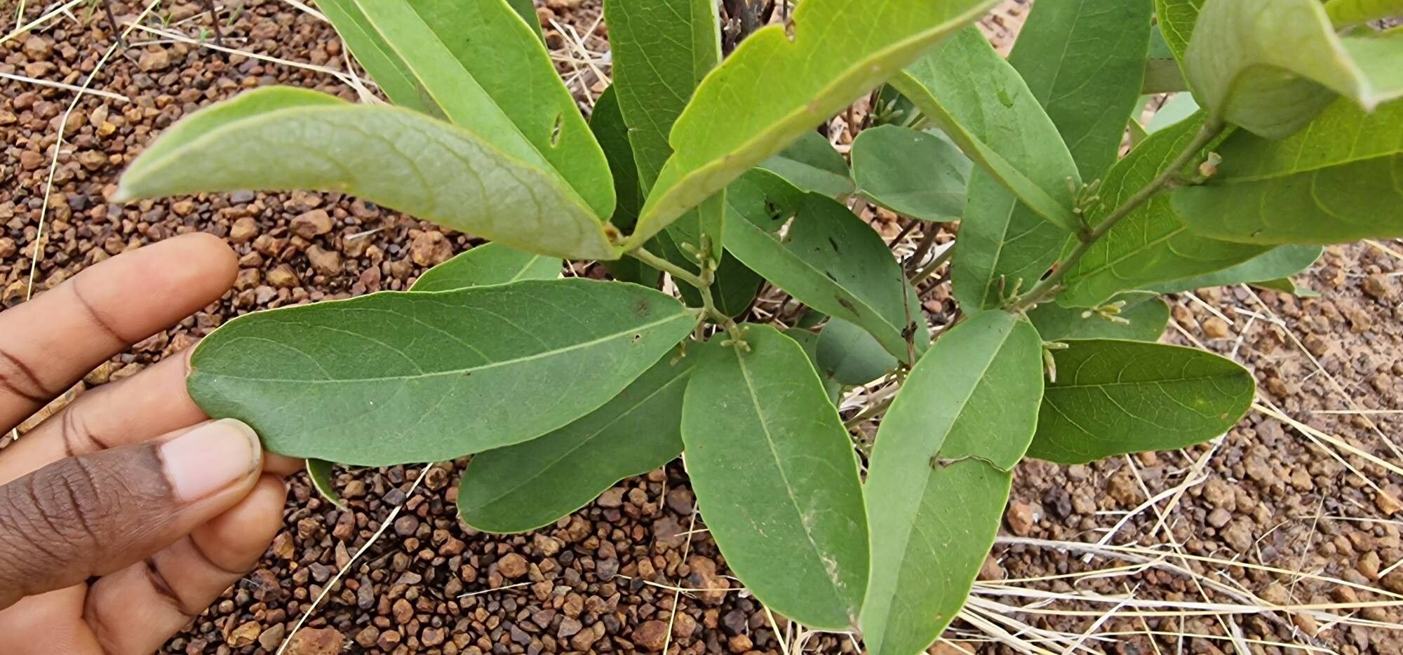 Combretum sericeum leaf