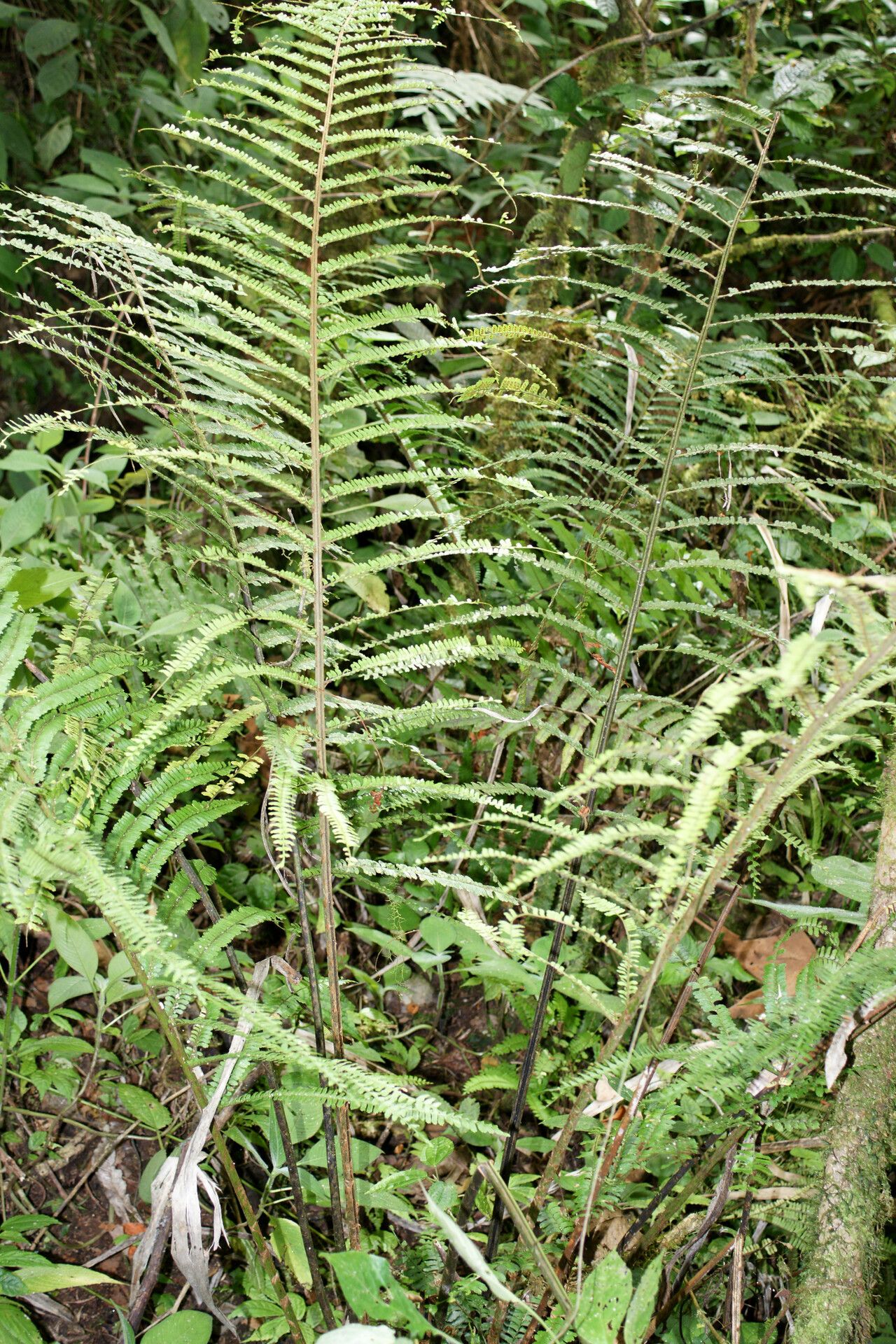 Didymochlaena microphylla — related species from the same genus