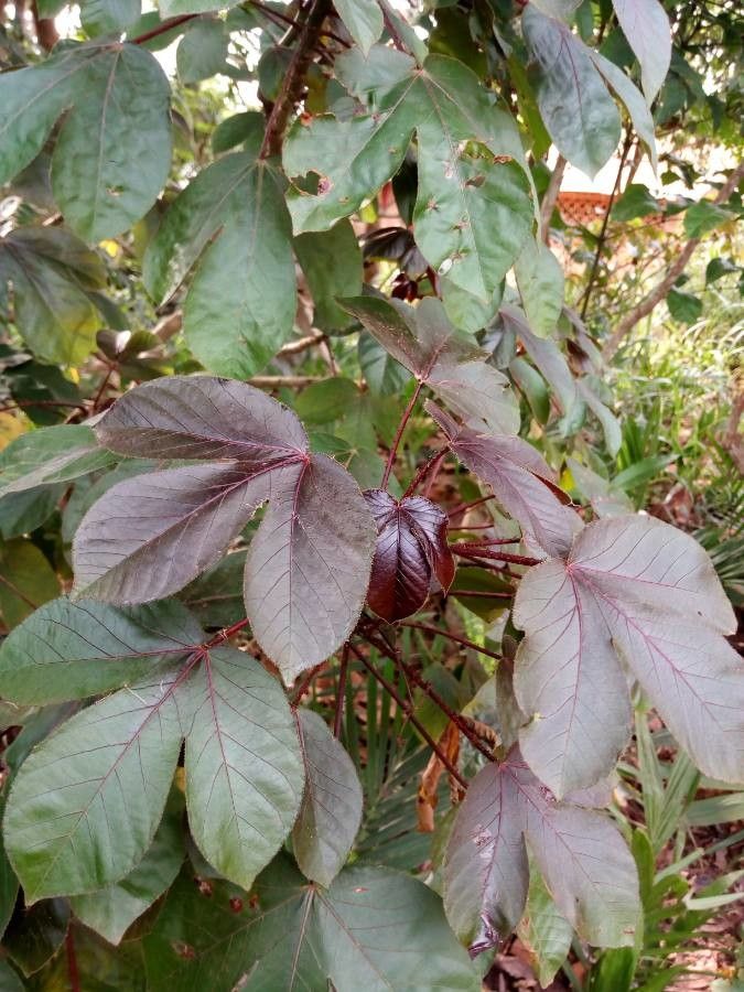Jatropha gossypiifolia — search result for 'Cuba'