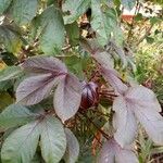 Jatropha gossypiifolia