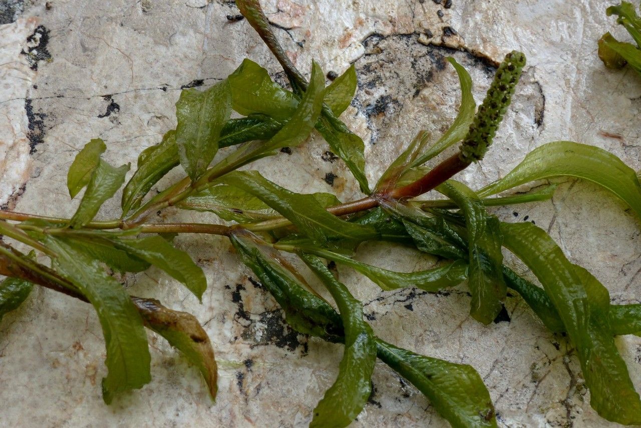 Potamogeton × angustifolius habit