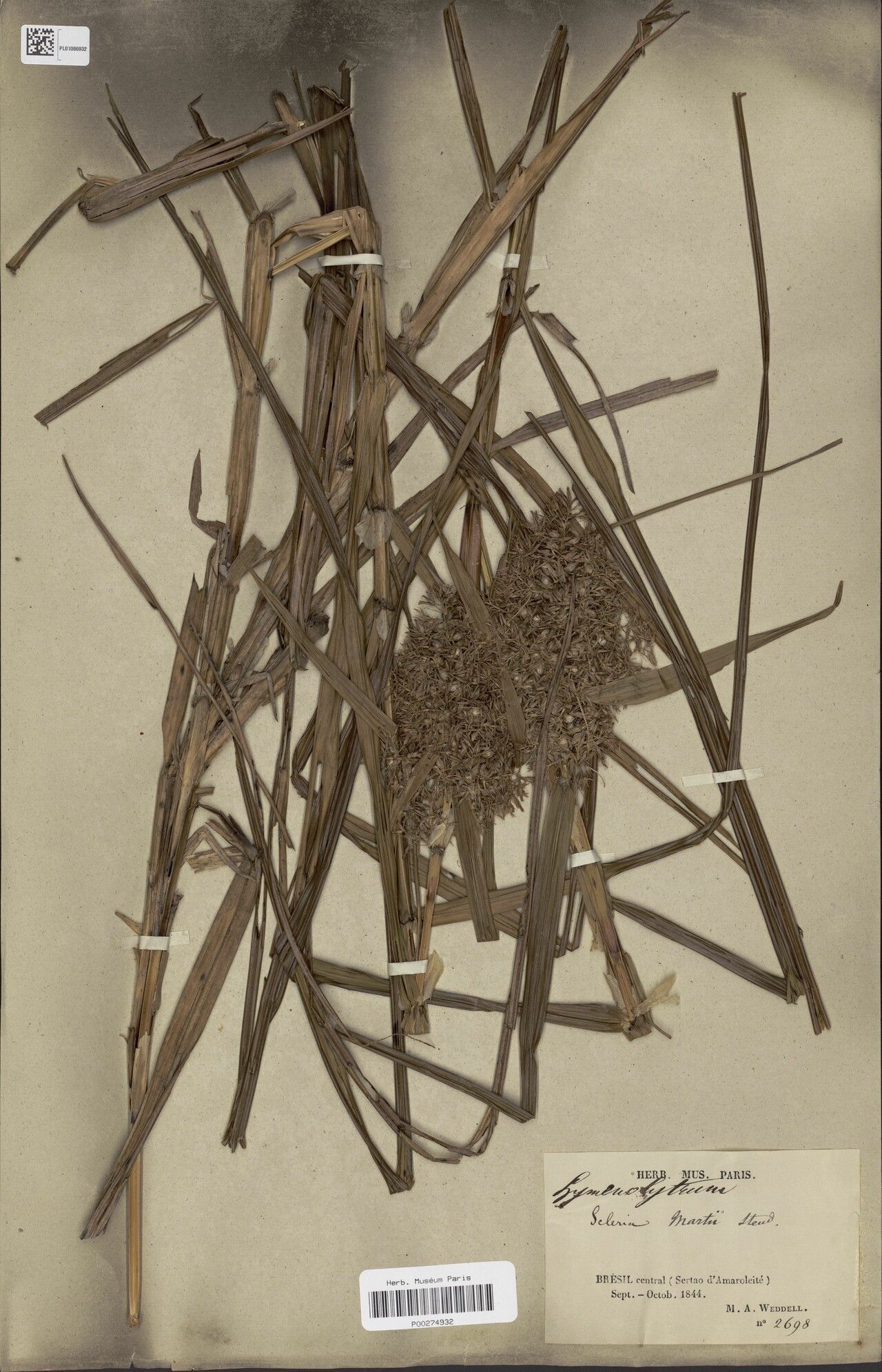 Scleria martii habit