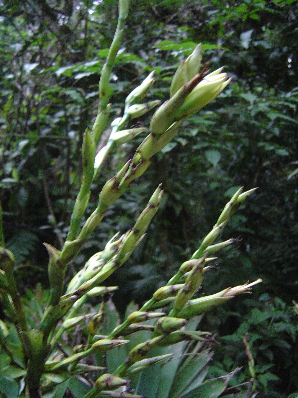 Vriesea gigantea fruit