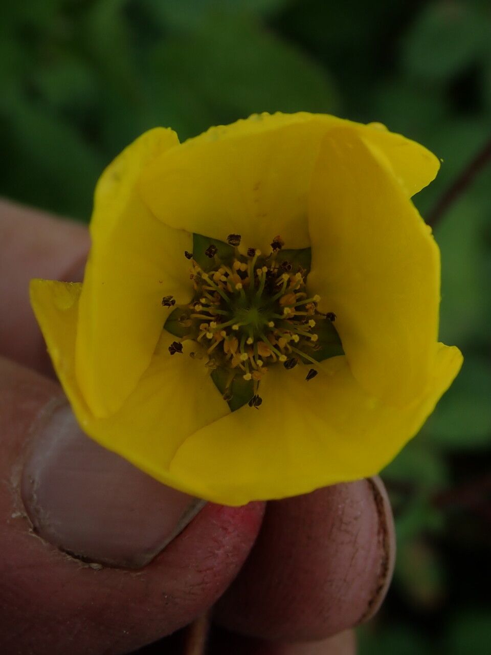Geum elatum other