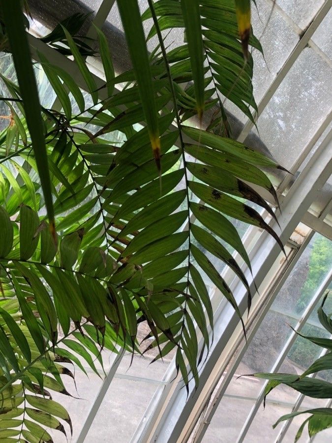 Chamaedorea costaricana — search result for 'Bamboo'