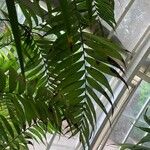 Chamaedorea costaricana