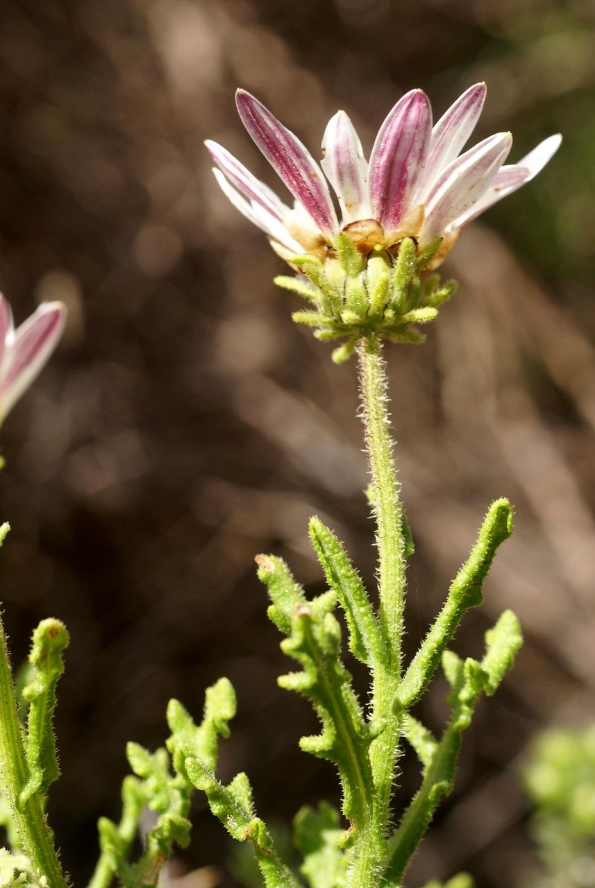 Arctotis aspera — related species from the same genus