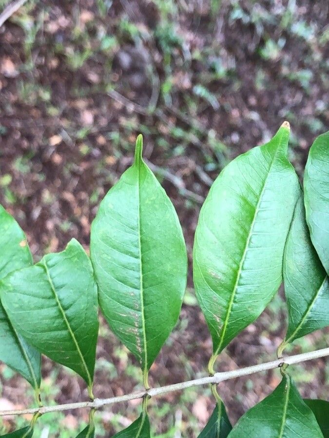 Lafoensia glyptocarpa — related species from the same genus