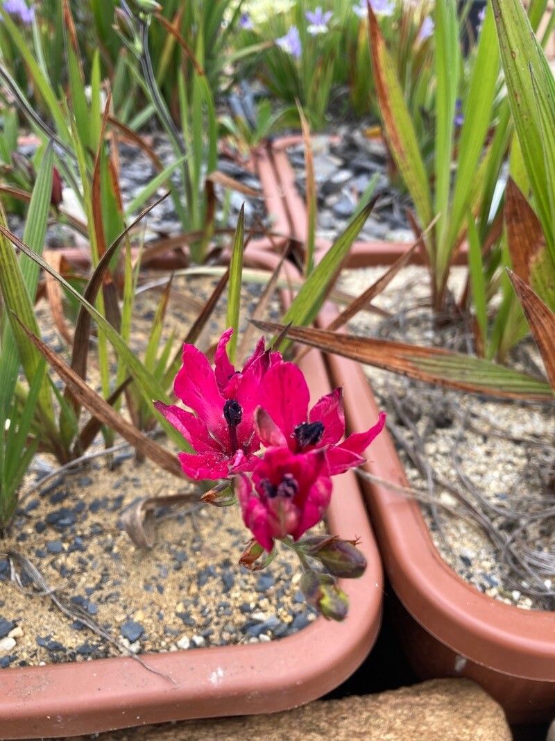 Babiana villosa flower