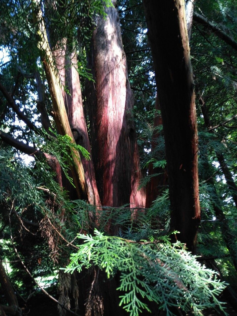 Thuja standishii bark