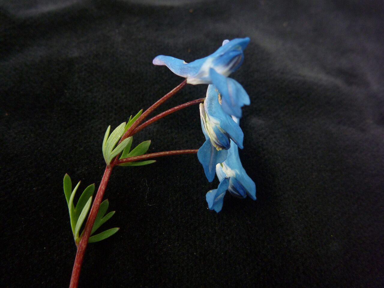Corydalis cashmeriana other