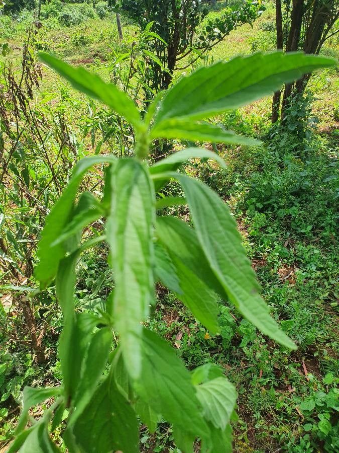 Leucas urticifolia — houseplant care guide