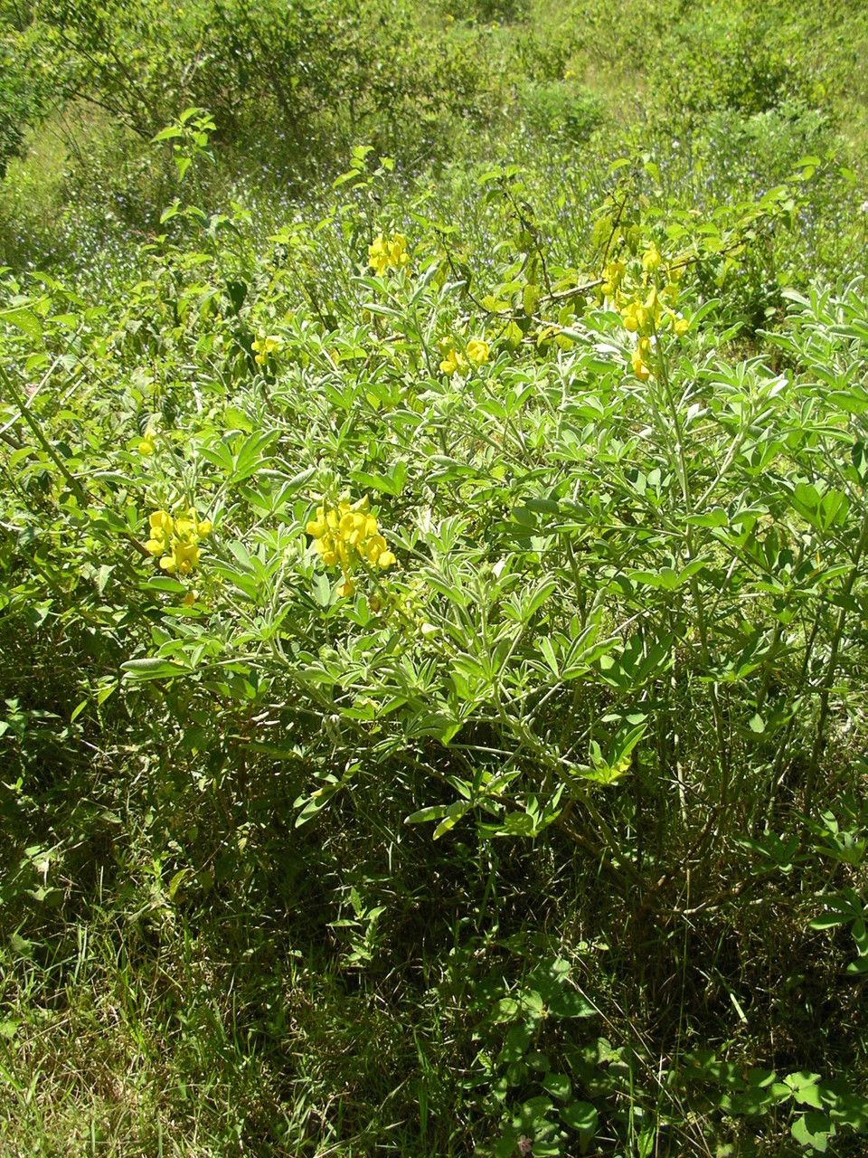 Crotalaria grahamiana habit