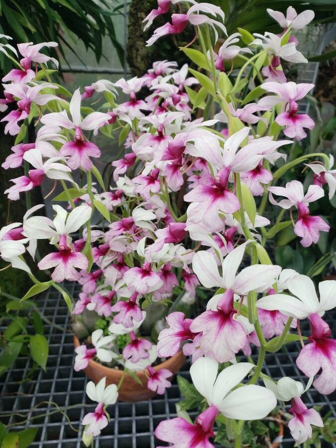 Calanthe vestita — houseplant care guide