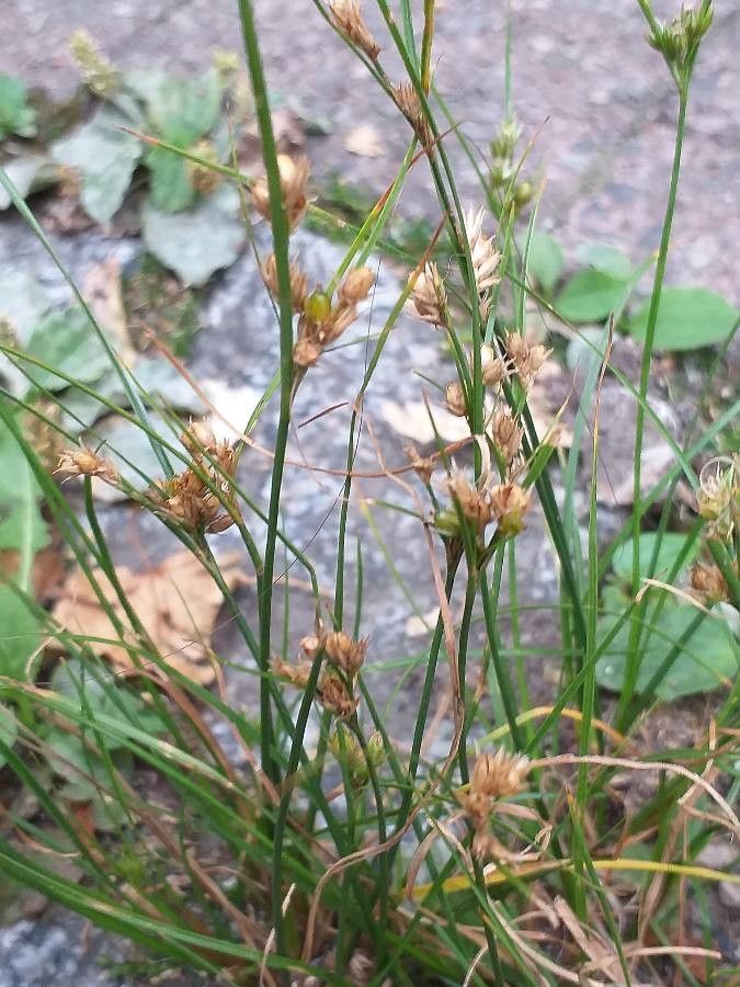 Juncus tenuis flower