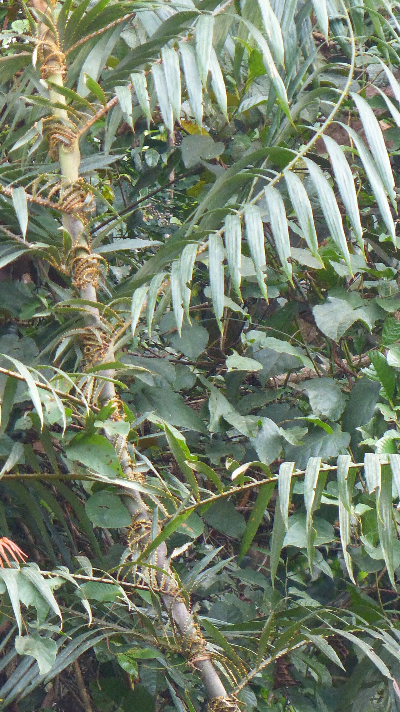 Laccosperma acutiflorum bark