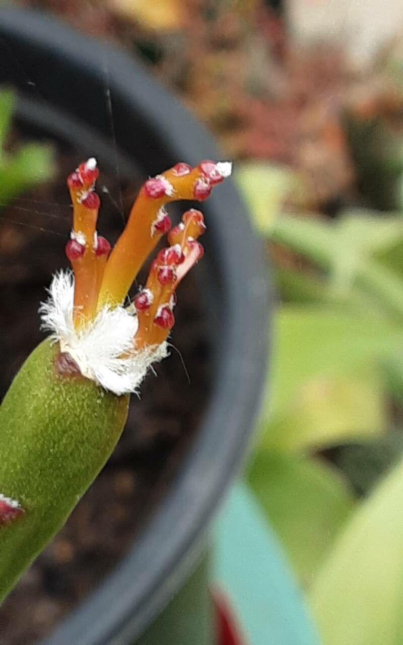 Rhipsalis dissimilis leaf