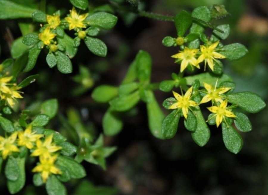 Sedum actinocarpum