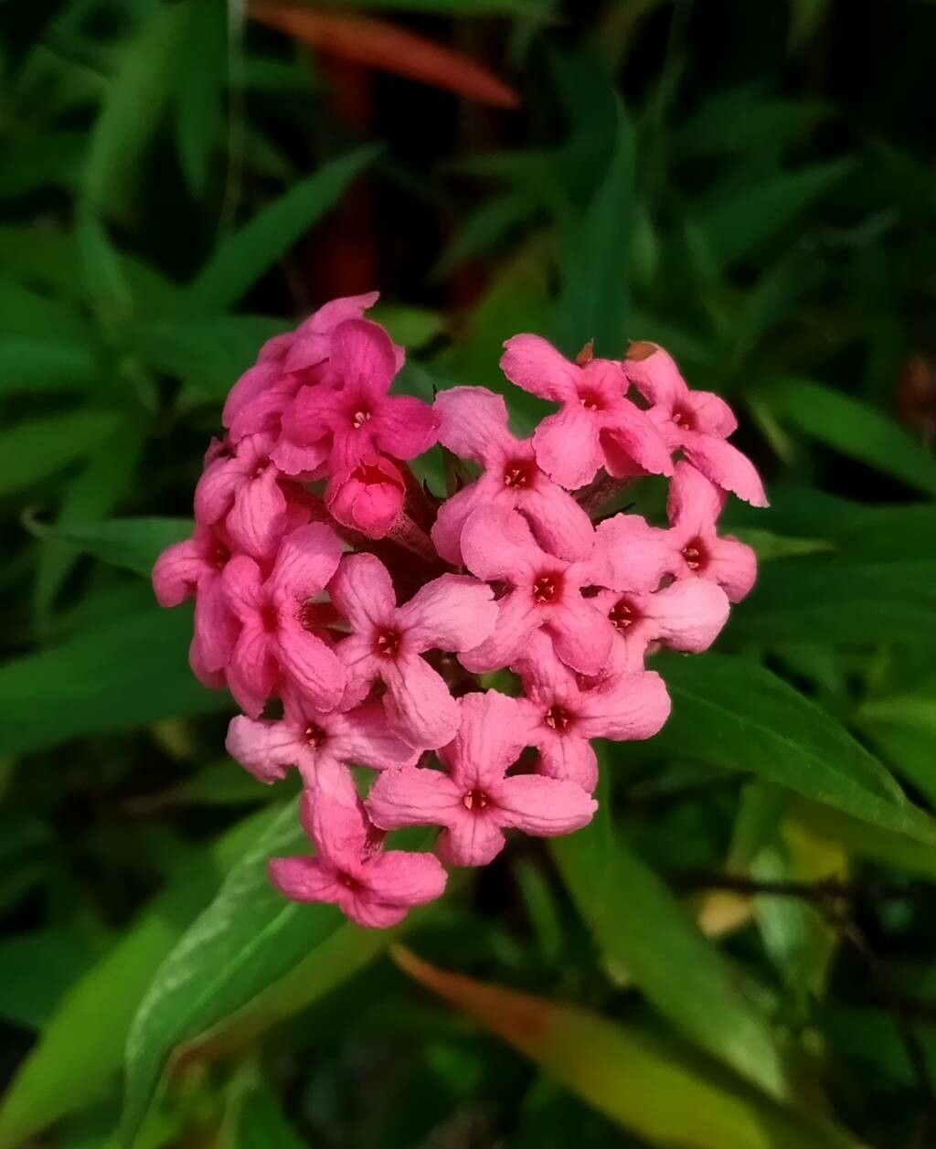 Arachnothryx leucophylla flower