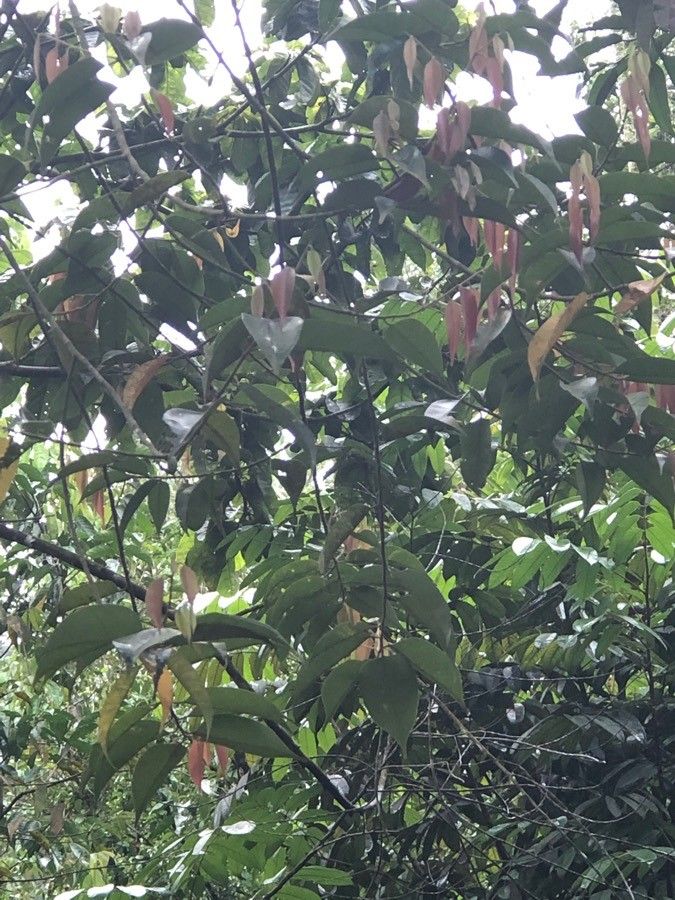 Hopea pubescens other