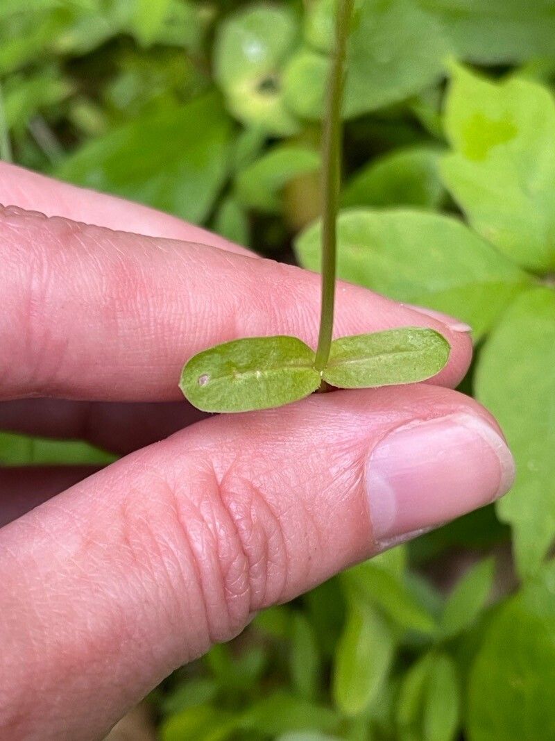 Valeriana umbilicata — search result for 'Valeriana'