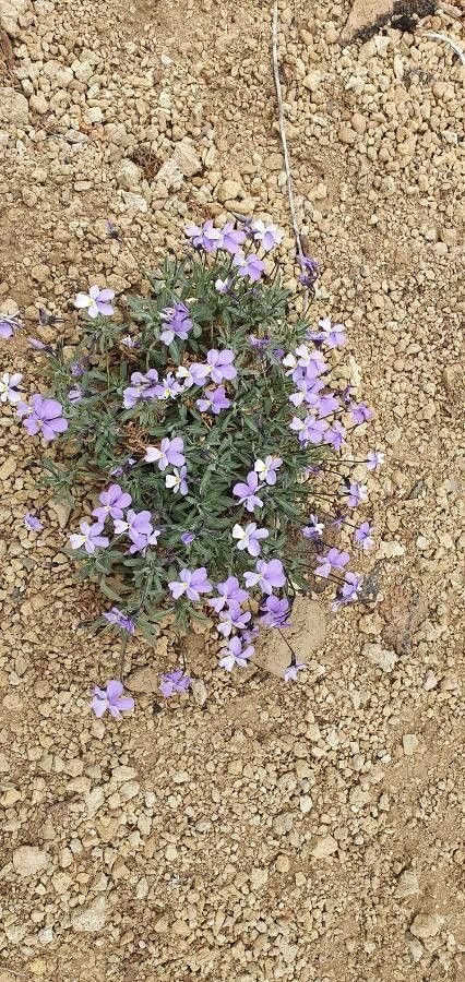 Viola cheiranthifolia — houseplant care guide