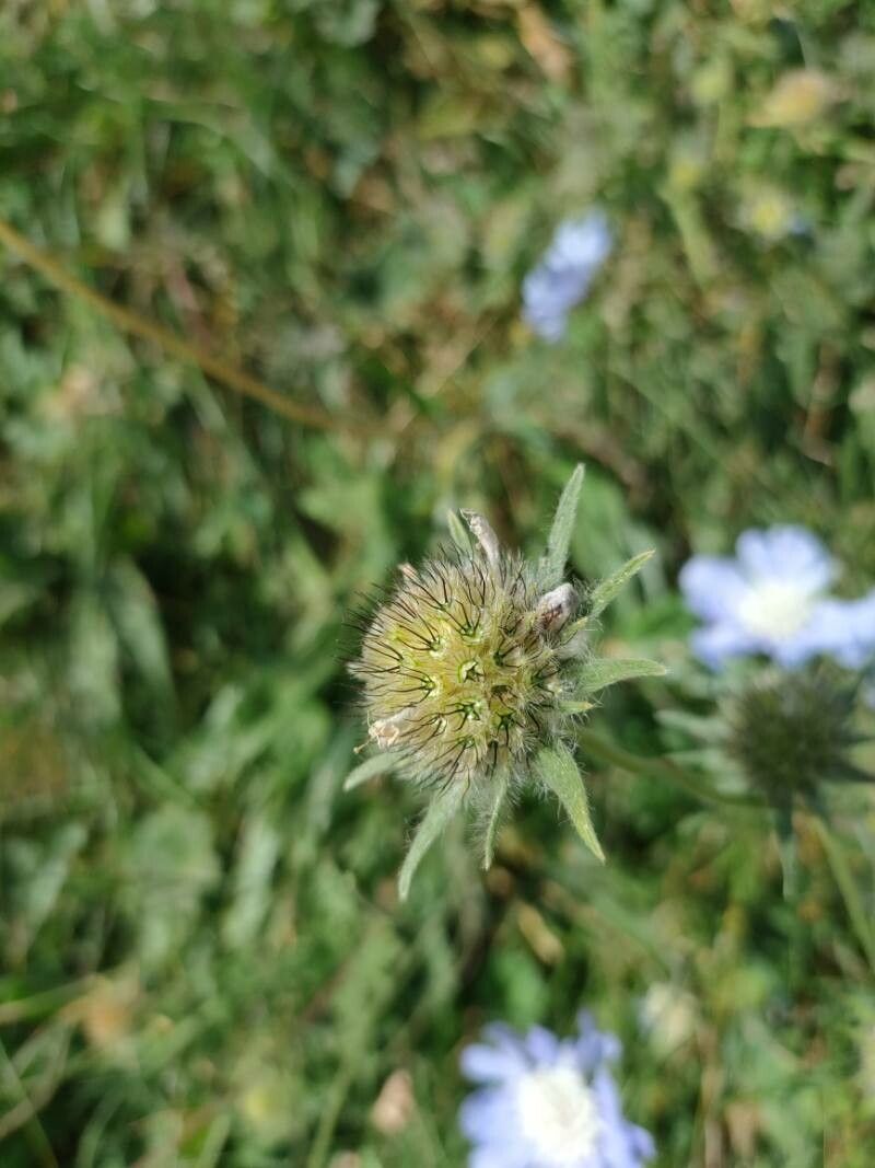 Lomelosia caucasica fruit
