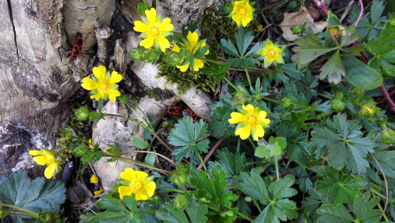 Potentilla neumanniana flower